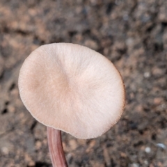 Unidentified Cap on a stem; gills below cap [mushrooms or mushroom-like] at Tumut, NSW - 23 Jul 2022 by trevorpreston