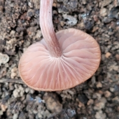 Laccaria sp. at Wereboldera State Conservation Area - 23 Jul 2022 01:28 PM