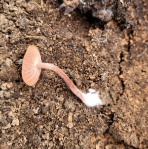 Laccaria sp. at Wereboldera State Conservation Area - 23 Jul 2022 01:28 PM