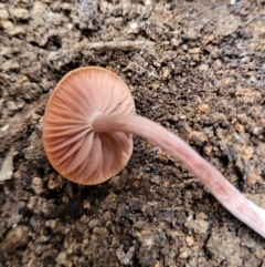 Laccaria sp. at Wereboldera State Conservation Area - 23 Jul 2022