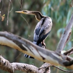 Anhinga novaehollandiae (Australasian Darter) at Wonga Wetlands - 23 Jul 2022 by KylieWaldon