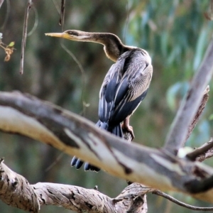 Anhinga novaehollandiae at Splitters Creek, NSW - 23 Jul 2022