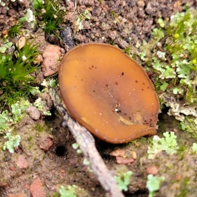 Aleurina ferruginea (Fleshy Cup Fungus) at Wereboldera State Conservation Area - 23 Jul 2022 by trevorpreston