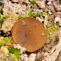 Aleurina ferruginea at Wereboldera State Conservation Area - 23 Jul 2022 01:25 PM