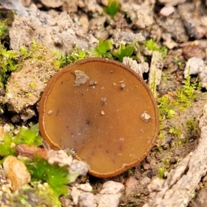 Aleurina ferruginea at Wereboldera State Conservation Area - 23 Jul 2022 01:25 PM