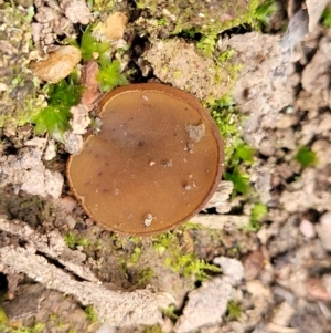 Aleurina ferruginea at Wereboldera State Conservation Area - 23 Jul 2022 01:25 PM