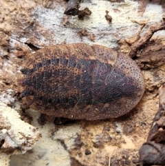 Laxta granicollis (Common bark or trilobite cockroach) at Wereboldera State Conservation Area - 23 Jul 2022 by trevorpreston