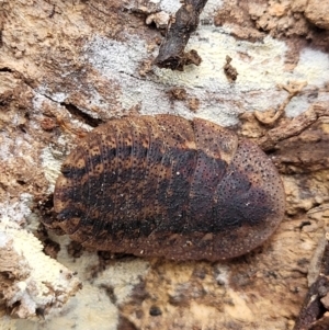 Laxta granicollis at Tumut, NSW - 23 Jul 2022 01:23 PM