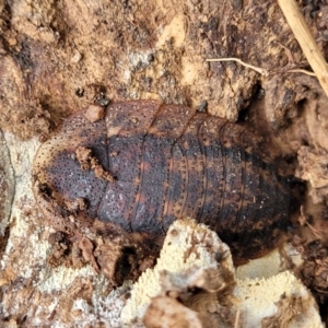 Laxta granicollis at Tumut, NSW - 23 Jul 2022 01:23 PM