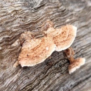 Xylobolus illudens at Tumut, NSW - 23 Jul 2022