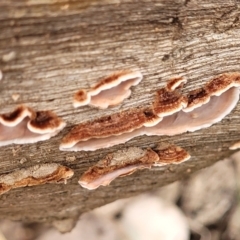 Xylobolus illudens at Tumut, NSW - 23 Jul 2022 01:24 PM