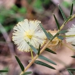 Acacia ulicifolia (Prickly Moses) at Wereboldera State Conservation Area - 23 Jul 2022 by trevorpreston