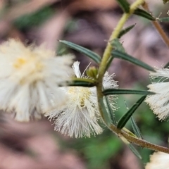 Acacia ulicifolia at Tumut, NSW - 23 Jul 2022