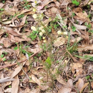 Acacia ulicifolia at Tumut, NSW - 23 Jul 2022