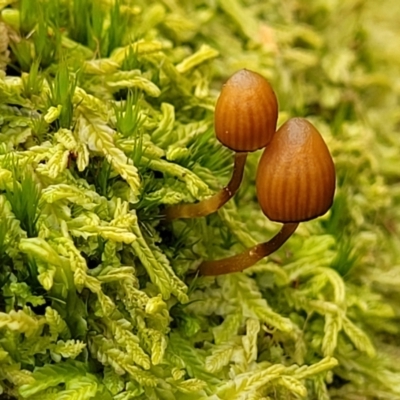 Galerina sp. at Wereboldera State Conservation Area - 23 Jul 2022 by trevorpreston