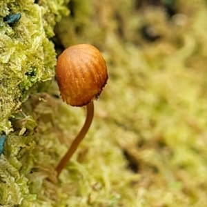 Galerina sp. at Tumut, NSW - 23 Jul 2022