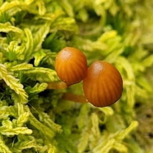 Galerina sp. at Tumut, NSW - 23 Jul 2022