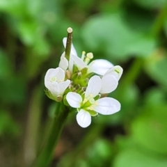 Cardamine hirsuta (Common Bittercress, Hairy Woodcress) at Tumut, NSW - 23 Jul 2022 by trevorpreston