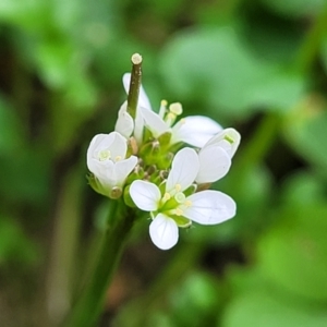 Cardamine hirsuta at Tumut, NSW - 23 Jul 2022