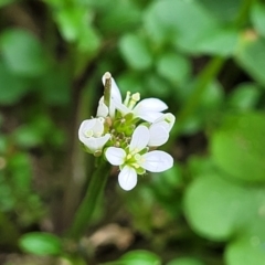 Cardamine hirsuta at Tumut, NSW - 23 Jul 2022