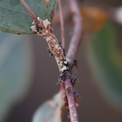 Dolichoderinae (subfamily) at Campbell Park Woodland - 23 Jul 2022 by Ct1000