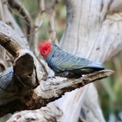 Callocephalon fimbriatum (Gang-gang Cockatoo) at Hughes Grassy Woodland - 23 Jul 2022 by LisaH