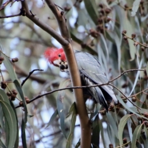 Callocephalon fimbriatum at Hughes, ACT - suppressed