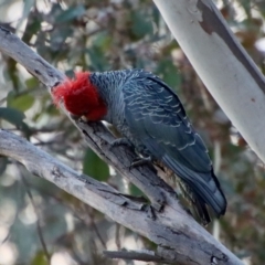 Callocephalon fimbriatum at Hughes, ACT - 23 Jul 2022