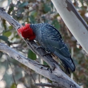 Callocephalon fimbriatum at Hughes, ACT - 23 Jul 2022