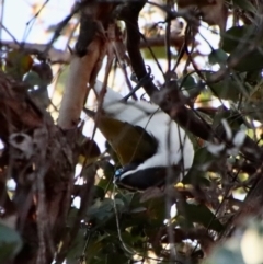 Entomyzon cyanotis (Blue-faced Honeyeater) at Red Hill to Yarralumla Creek - 23 Jul 2022 by LisaH