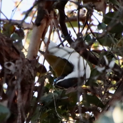 Entomyzon cyanotis (Blue-faced Honeyeater) at Deakin, ACT - 23 Jul 2022 by LisaH