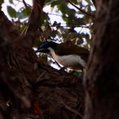 Entomyzon cyanotis at Deakin, ACT - 23 Jul 2022 05:26 PM