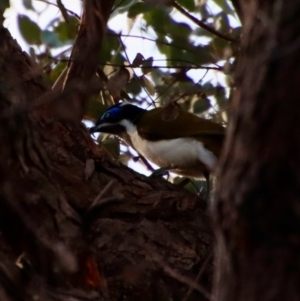 Entomyzon cyanotis at Deakin, ACT - 23 Jul 2022