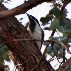 Entomyzon cyanotis at Deakin, ACT - 23 Jul 2022