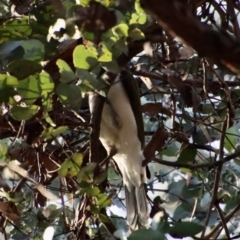 Entomyzon cyanotis at Deakin, ACT - 23 Jul 2022