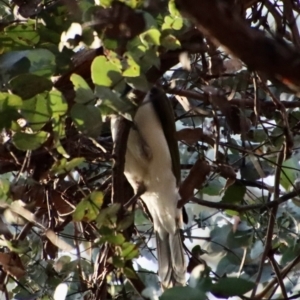 Entomyzon cyanotis at Deakin, ACT - 23 Jul 2022