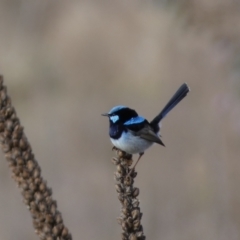 Malurus cyaneus (Superb Fairywren) at QPRC LGA - 23 Jul 2022 by Steve_Bok