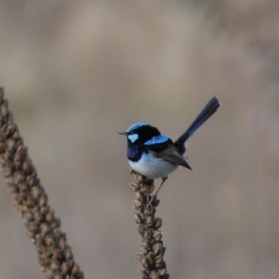 Malurus cyaneus (Superb Fairywren) at QPRC LGA - 23 Jul 2022 by Steve_Bok