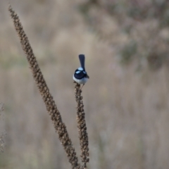 Malurus cyaneus at Burra, NSW - 23 Jul 2022 11:27 AM