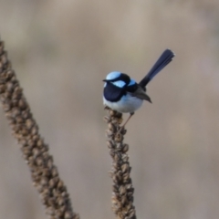 Malurus cyaneus at Burra, NSW - 23 Jul 2022 11:27 AM