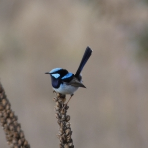 Malurus cyaneus at Burra, NSW - 23 Jul 2022 11:27 AM