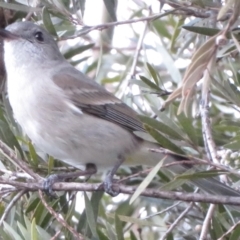 Pachycephala pectoralis (Golden Whistler) at Narrabundah, ACT - 22 Jul 2022 by RobParnell