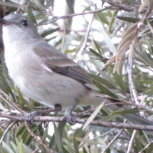 Pachycephala pectoralis at Narrabundah, ACT - 22 Jul 2022