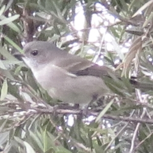 Pachycephala pectoralis at Narrabundah, ACT - 22 Jul 2022