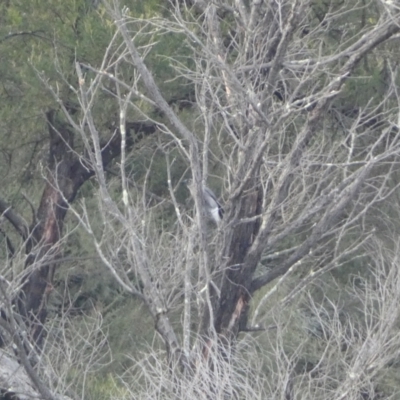 Strepera versicolor (Grey Currawong) at Burra, NSW - 23 Jul 2022 by Steve_Bok