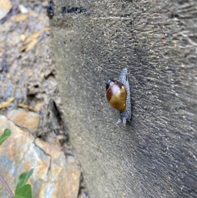 Bothriembryon glauerti at Stirling Range National Park - 23 Jul 2022 by MattM