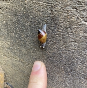 Bothriembryon glauerti at Undefined Area - 23 Jul 2022 12:35 PM