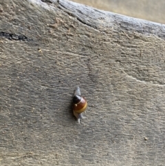 Bothriembryon glauerti at Undefined Area - 23 Jul 2022 12:35 PM