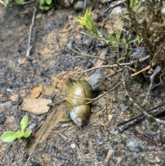 Bothriembryon glauerti at Stirling Range National Park - 23 Jul 2022 by MattM