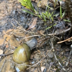 Bothriembryon glauerti at Amelup, WA - 23 Jul 2022